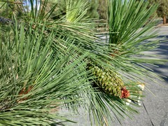 Pinus jeffreyi