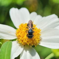 Ceratina floridana