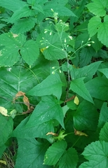 Parasenecio hastatus