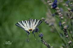 Iphiclides podalirius