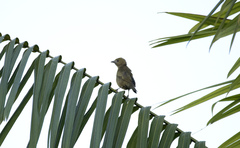 Thraupis palmarum