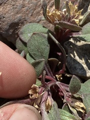 Collomia debilis debilis