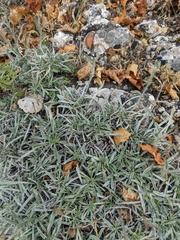 Convolvulus calvertii