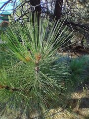 Pinus jeffreyi