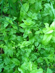 Stellaria bungeana