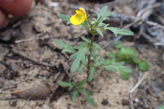 Hemimeris sabulosa