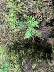 Polypodium glycyrrhiza