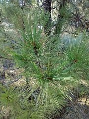 Pinus jeffreyi