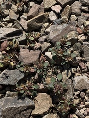 Collomia debilis debilis