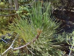 Pinus jeffreyi