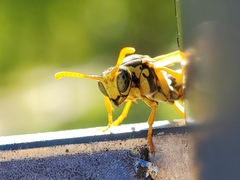 Polistes dominula
