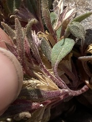 Collomia debilis debilis