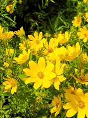 Bidens polylepis