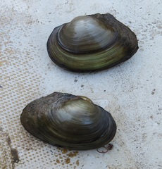 Pyganodon grandis