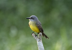 Tyrannus melancholicus