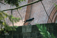 Corvus cornix