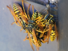 Polistes dominula