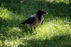 Corvus cornix