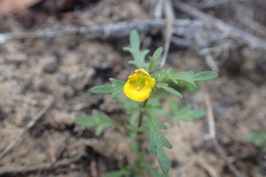 Hemimeris sabulosa