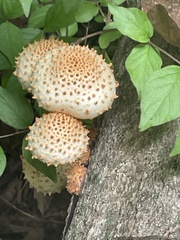 Pholiota squarrosoides