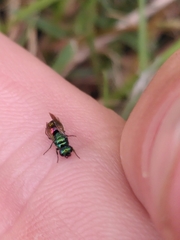 Chrysididae