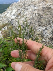 Asparagus verticillatus