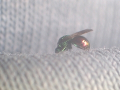 Chrysididae