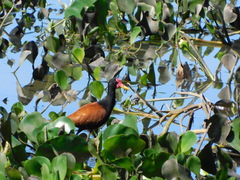 Jacana jacana