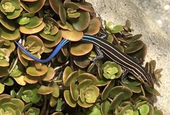 Plestiodon fasciatus