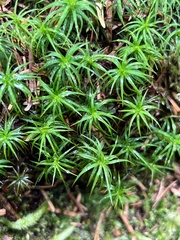 Polytrichastrum alpinum
