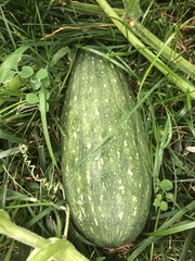 Cucurbita