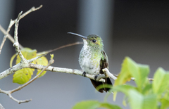Chrysuronia leucogaster