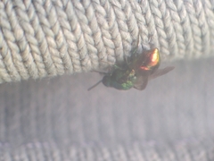 Chrysididae