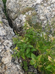 Asparagus verticillatus