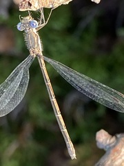 Lestes disjunctus