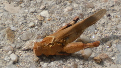 Oedipoda caerulescens