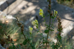 Antirrhinum