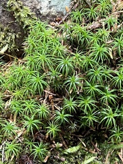 Polytrichastrum alpinum