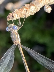 Lestes disjunctus