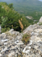 Agropyron cristatum