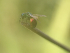 Chrysididae