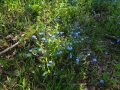 Myosotis sylvatica