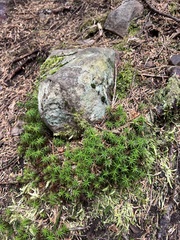 Polytrichastrum alpinum