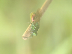 Chrysididae