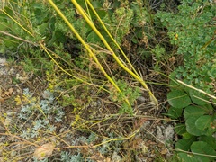 Ferulago galbanifera