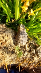 Vandijkophrynus angusticeps