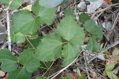 Knowltonia vesicatoria