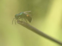 Chrysididae