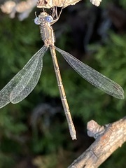 Lestes disjunctus