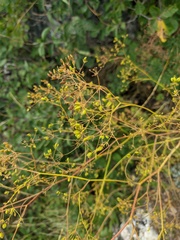 Ferulago galbanifera